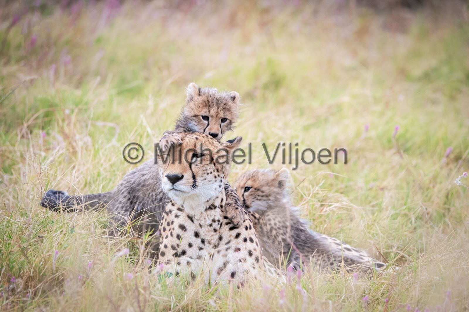 Cheetah Photography